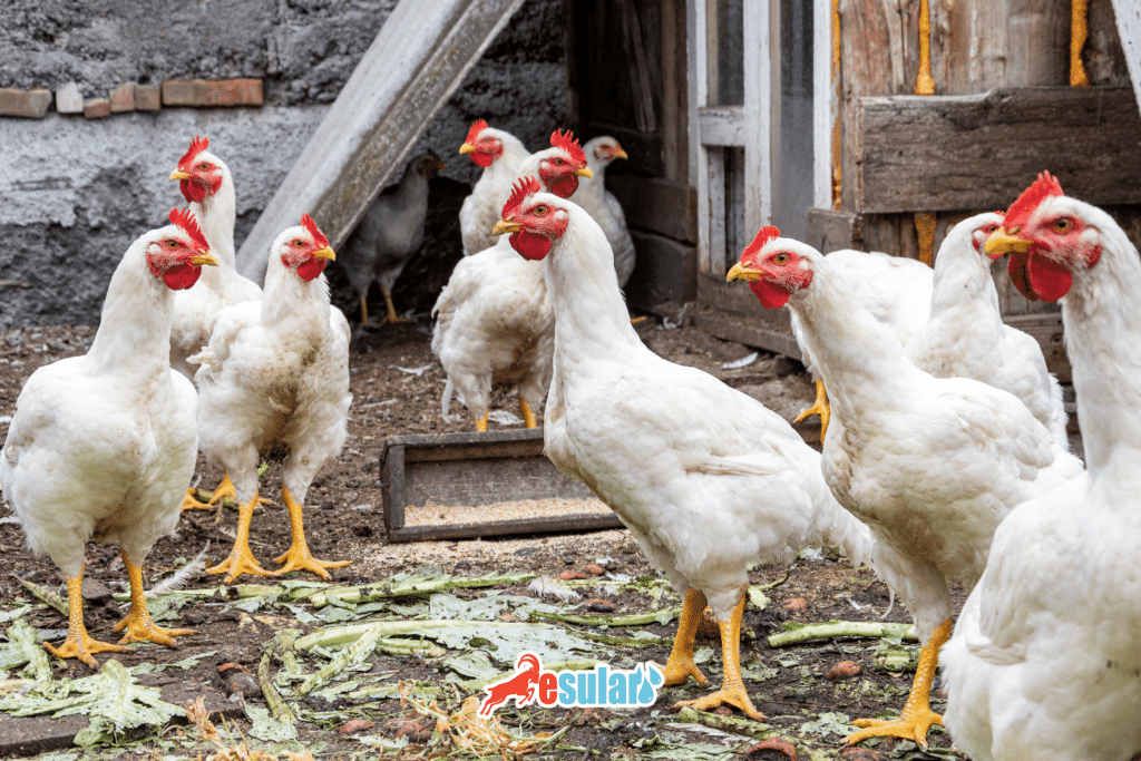 ligorin-tavuk-ozellikleri