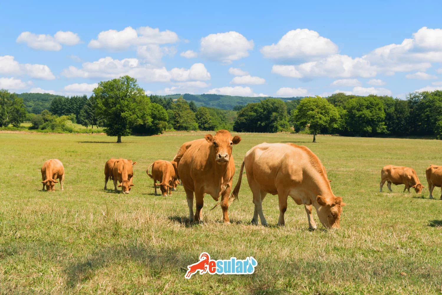 Limousin Cattle Breed