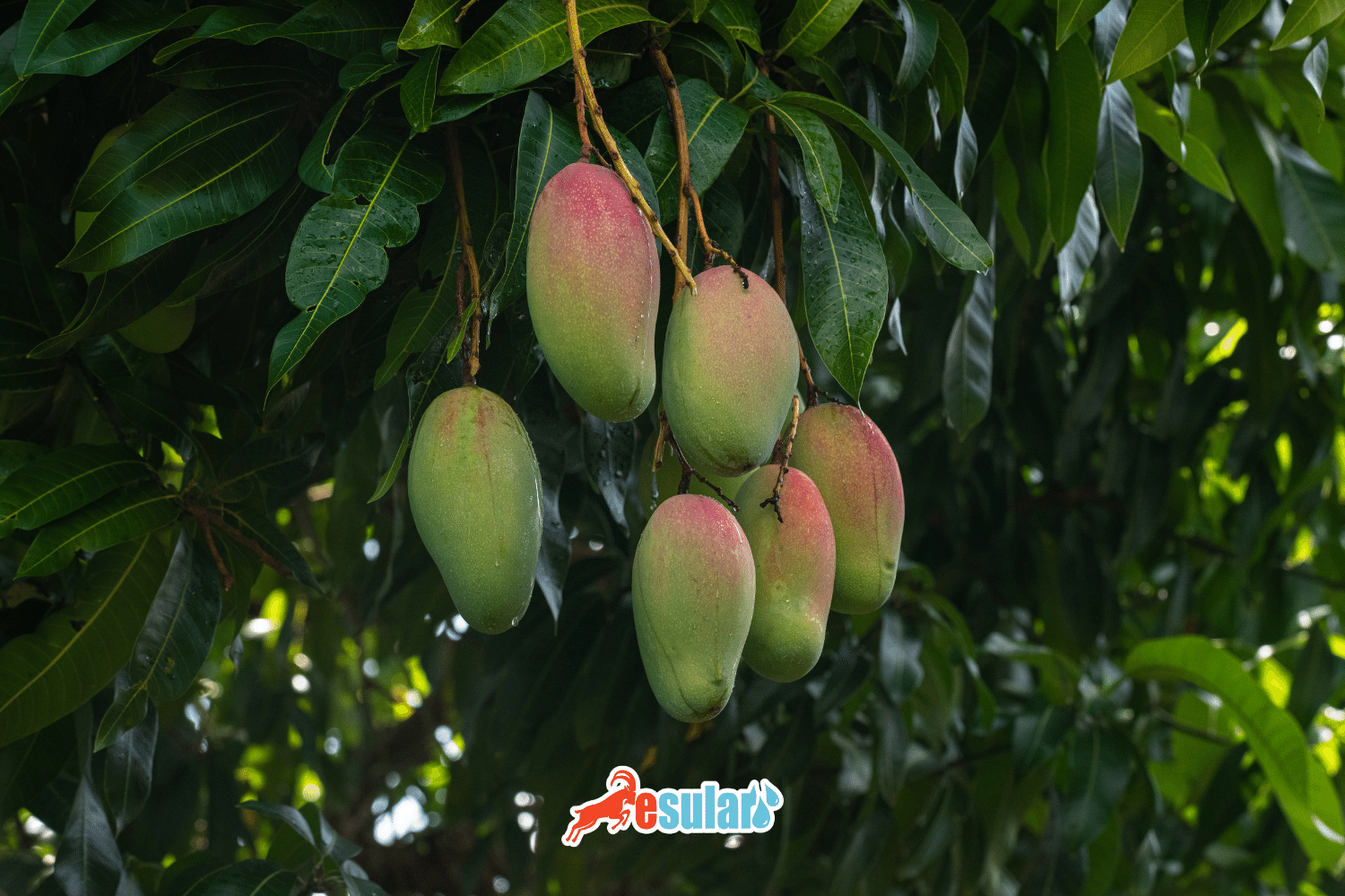 如何进行芒果种植？