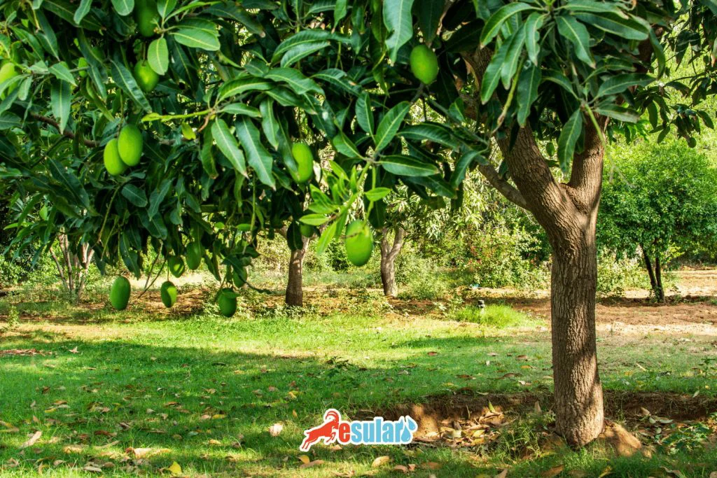 mango yetistiriciliginde gubreleme