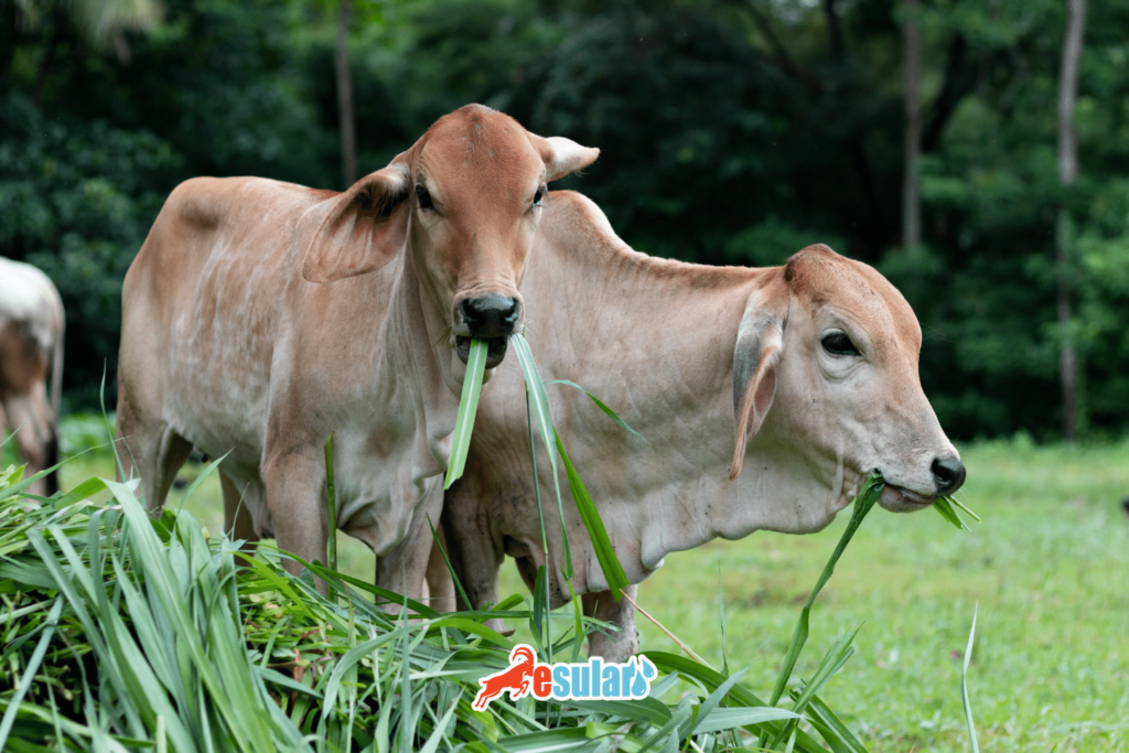 maralfalfa-nasil-ekilir