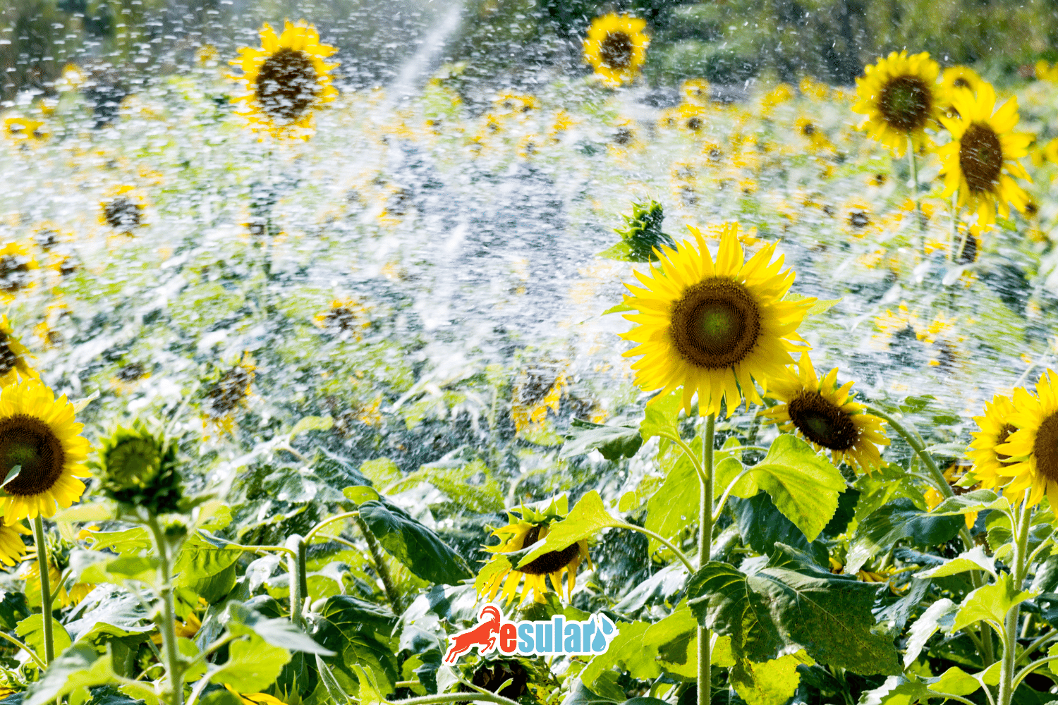 马尔马拉地区种植哪些农产品？