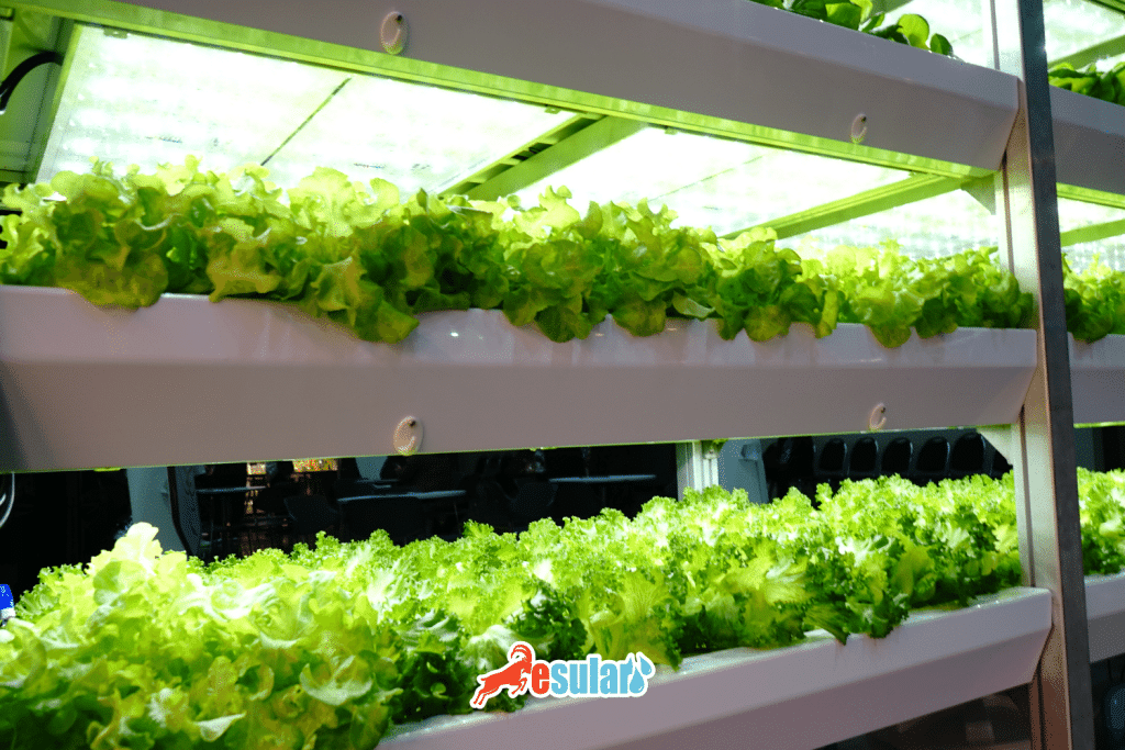 marul nerede yetisir