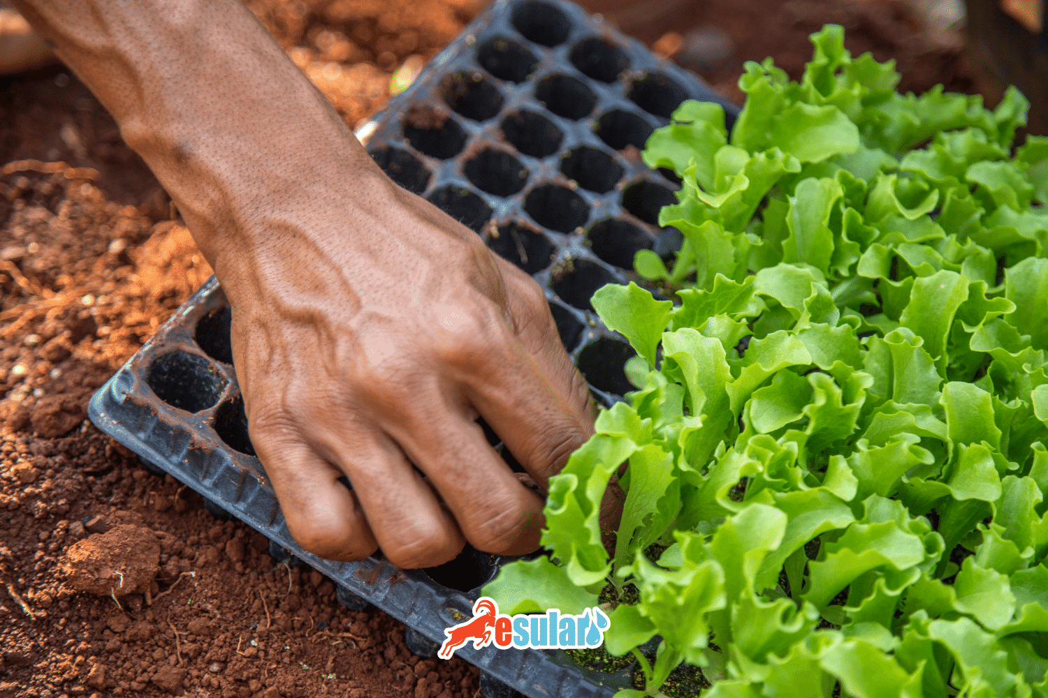 How to Grow Lettuce?