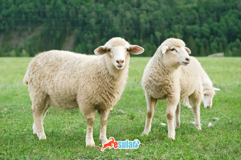 mavi dil hastaligi nedir