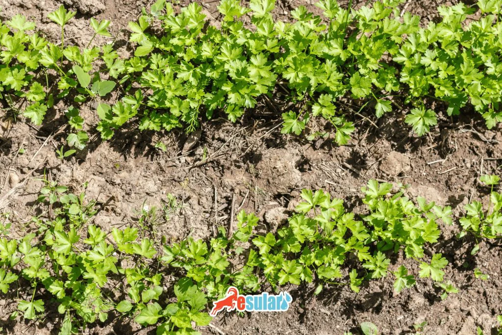 parsley farming