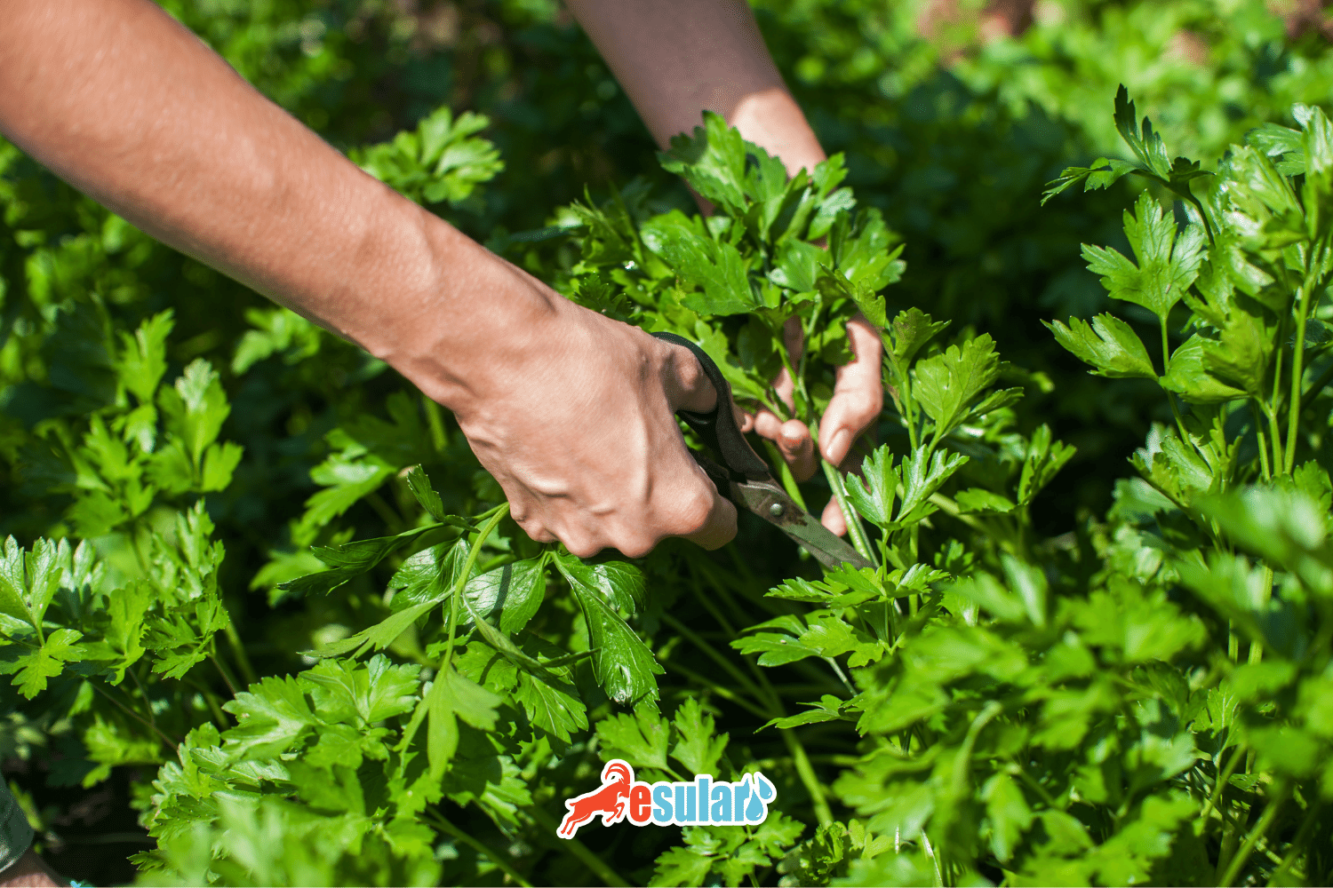 How is Parsley Cultivation Done?