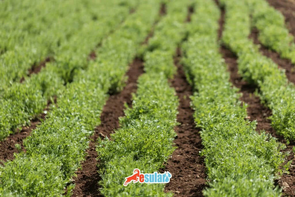 lentil-soil-preparation