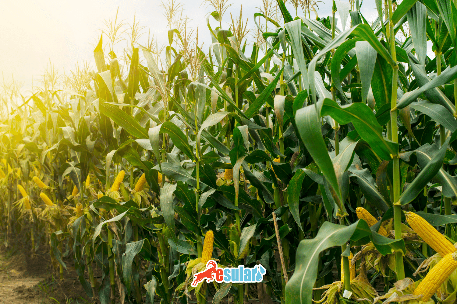 玉米什么时候播种？