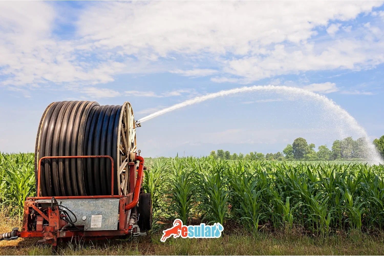 How Often Should Corn Be Irrigated?