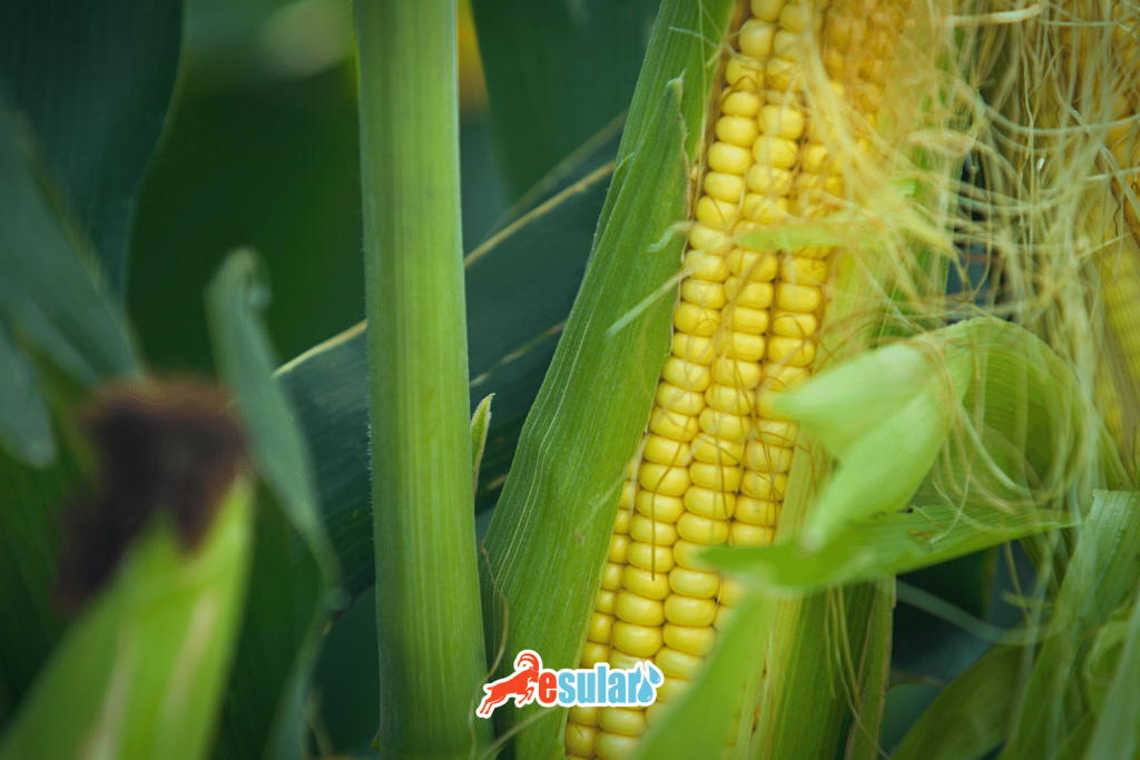 misir-yetistiriciligi-nasil-yapilir