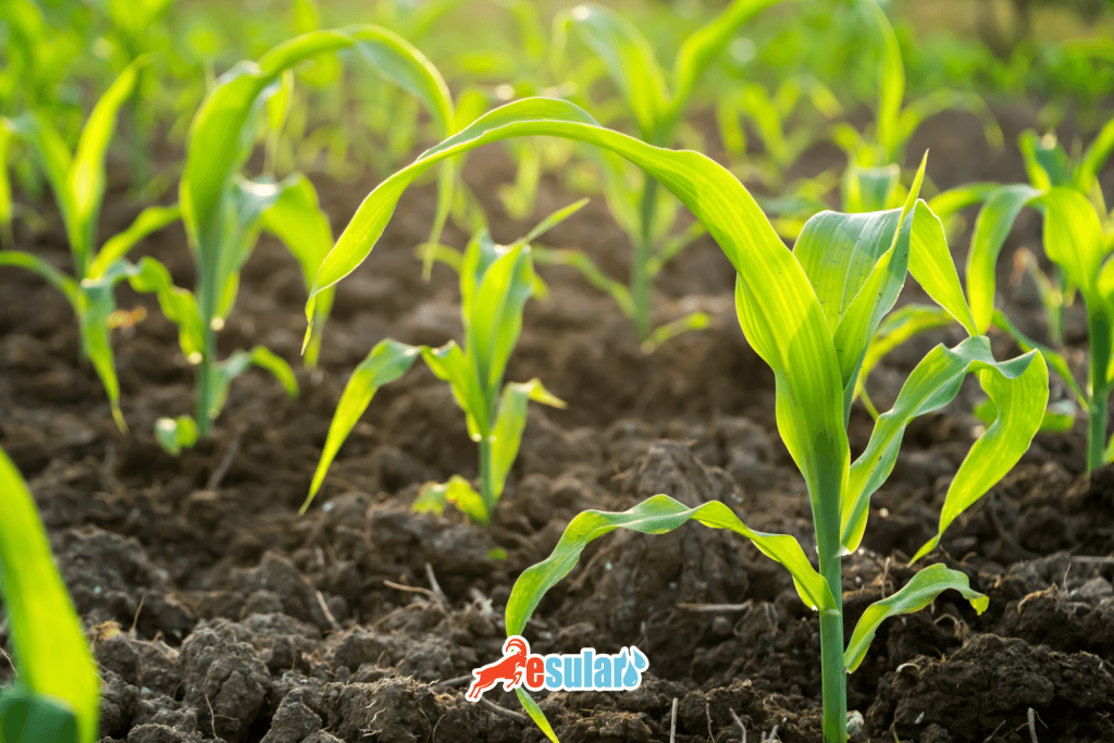 misir-yetistiriciligi