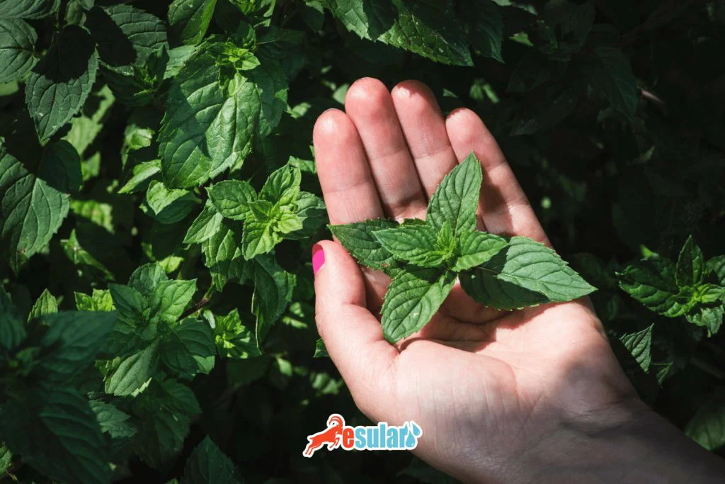 nane-yetisitiriciligi