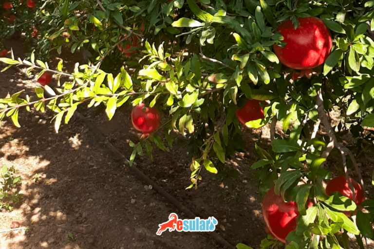 pomegranate orchard