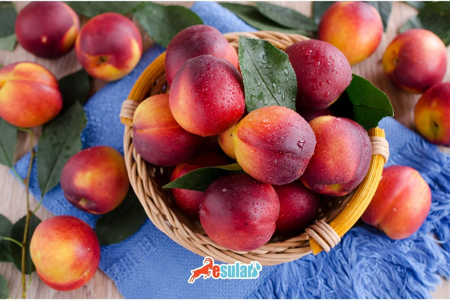 How to Grow Nectarines?