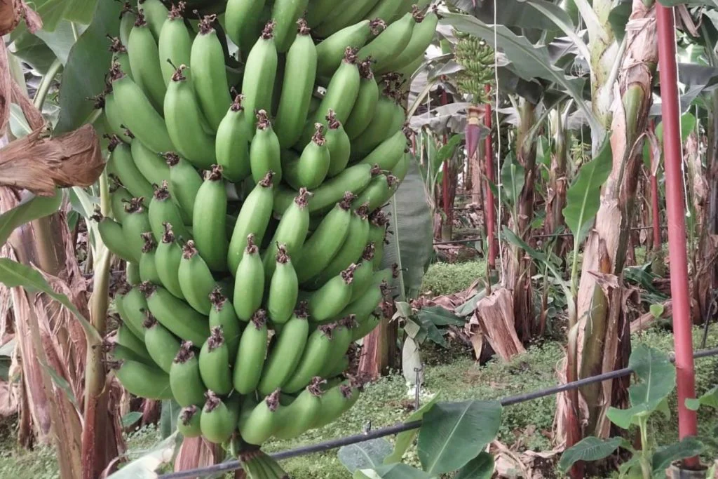 humidity-temperature