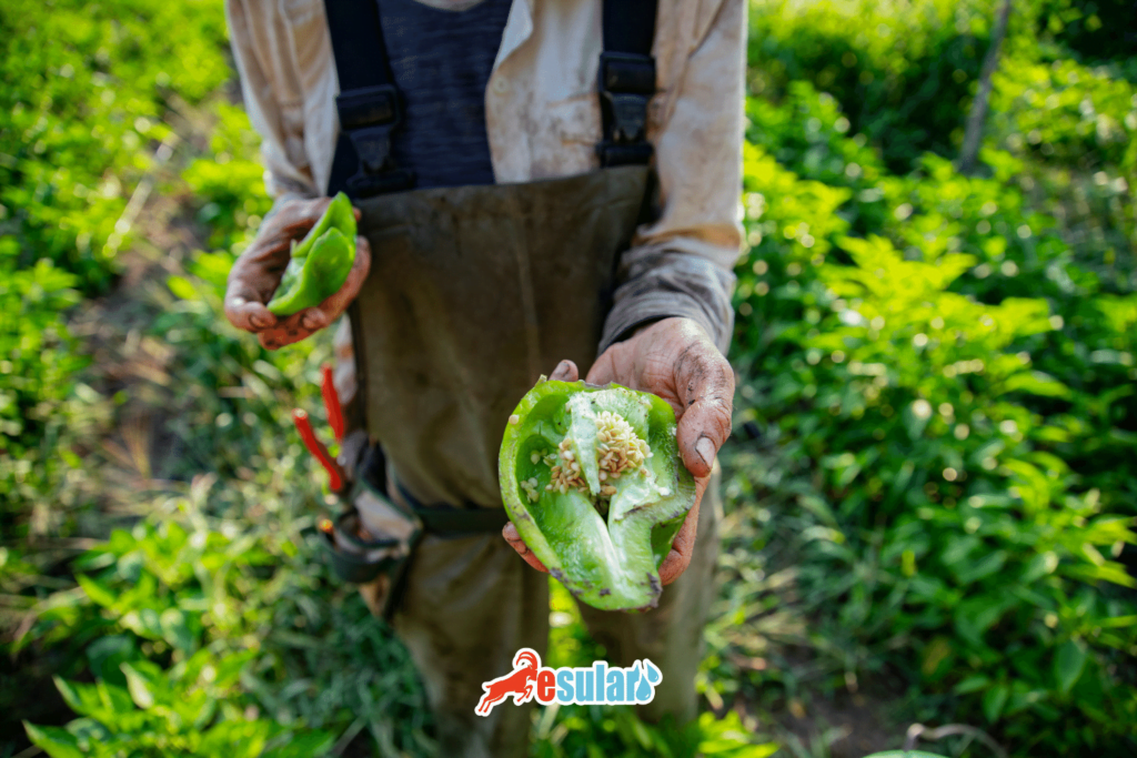 organik-tarim-yetistiriciliginde-hangi-bitki-beslenme-teknikleri-kullanilir