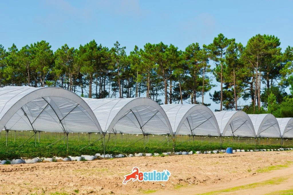 protected-cultivation