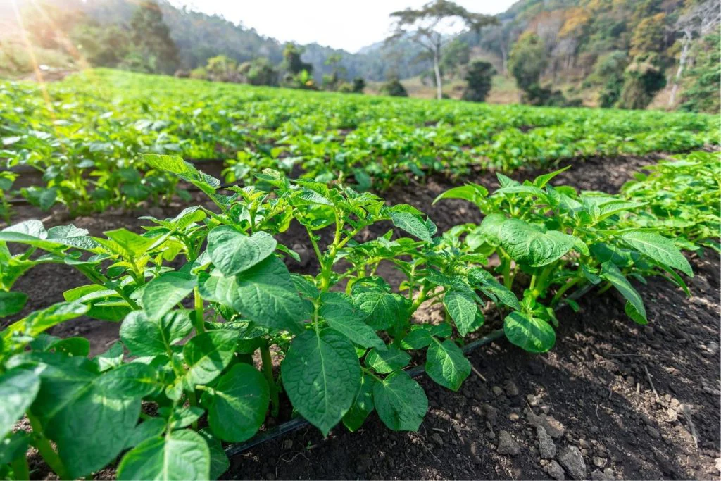 potato-irrigation