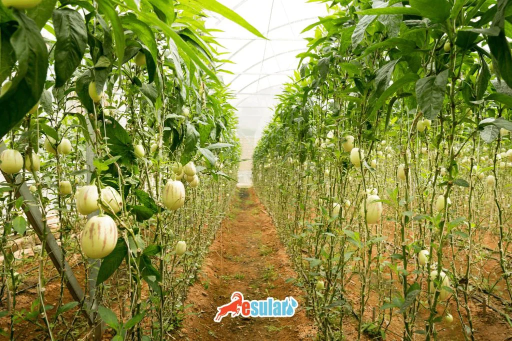 人参果如何栽植