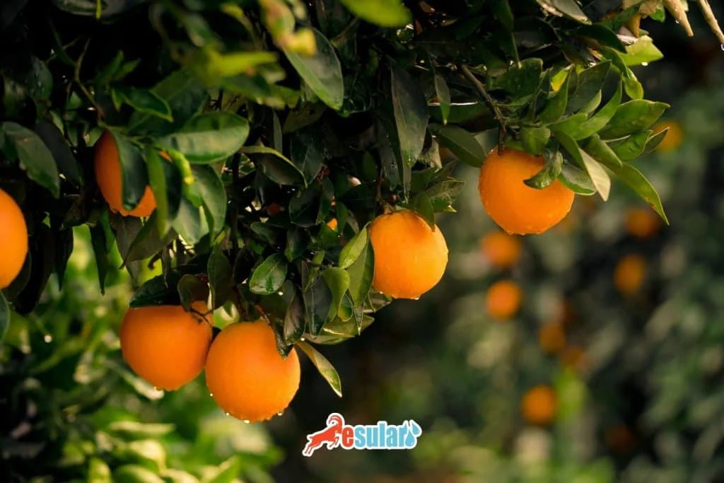 orange-farming