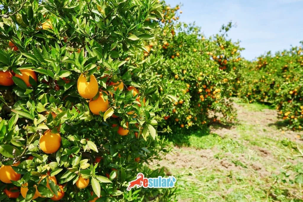 what-is-orange-farming
