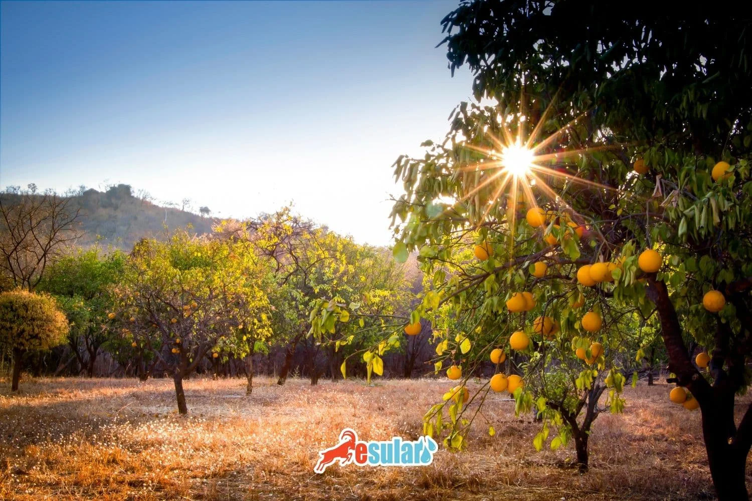 How to Grow Oranges?