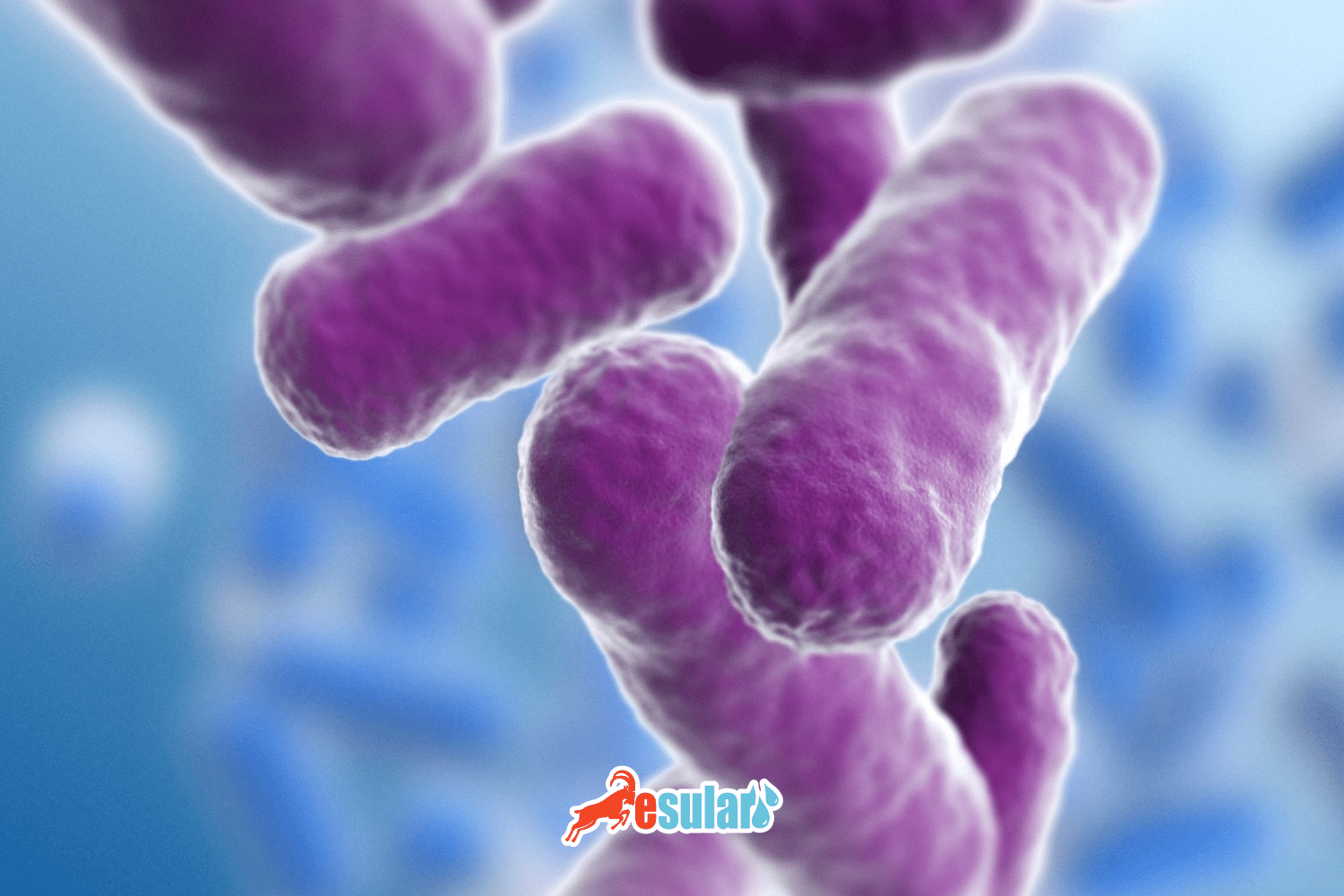 What is a Protozoon? What are the Protozoon Disease Types?