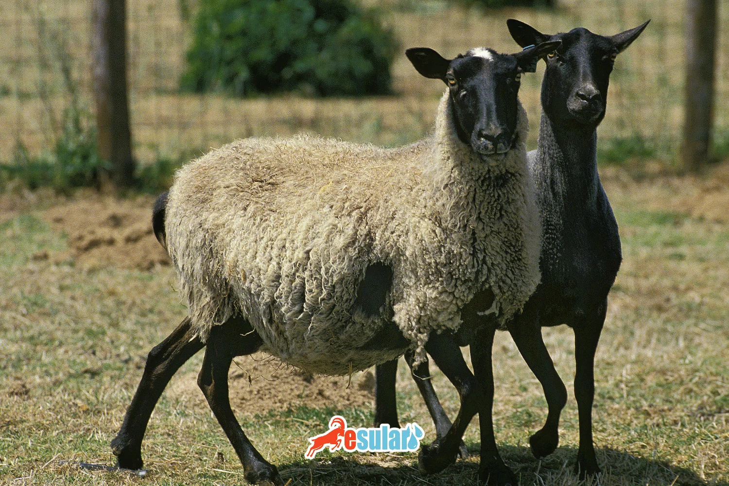 Romanov Sheep Breed