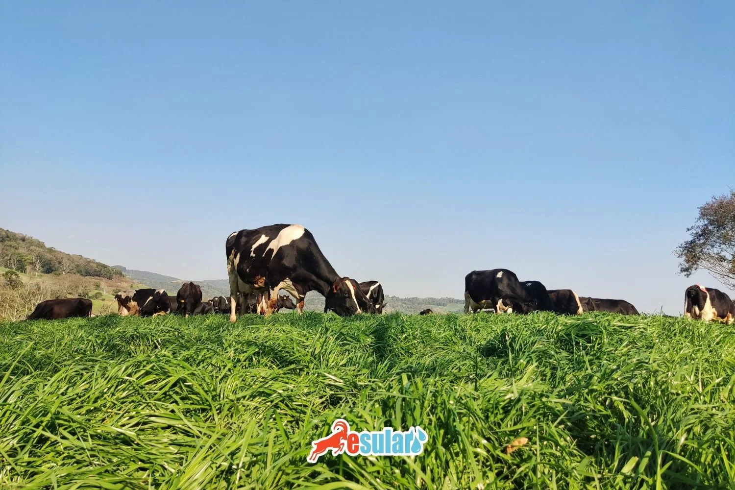 How to Grow Ryegrass?