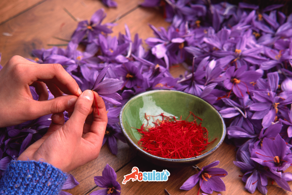 Safran hasat ve kurutma süreci