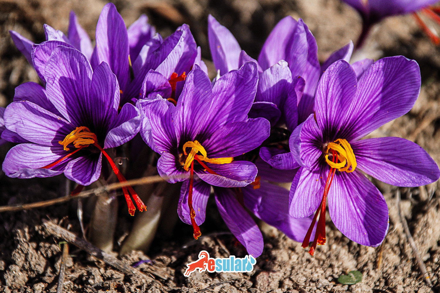 Safran tarlasında toprak nem ölçümü