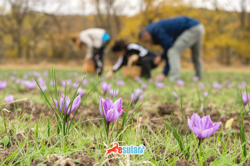 safran-yetistiriciligi-iklim-ve-toprak-istegi