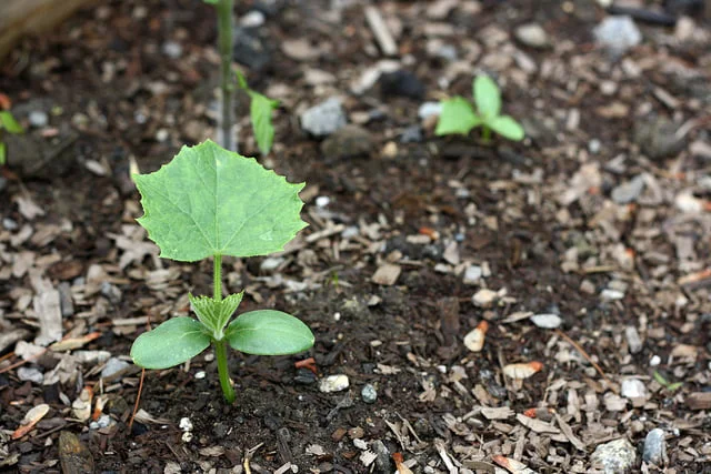 Most Cultivated Field Crops in Irrigated Agriculture in Turkey