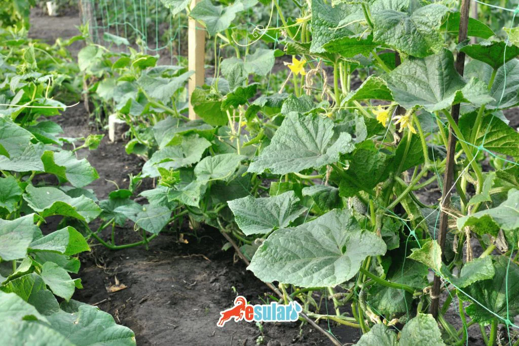 salatalik-yetistiriciligi