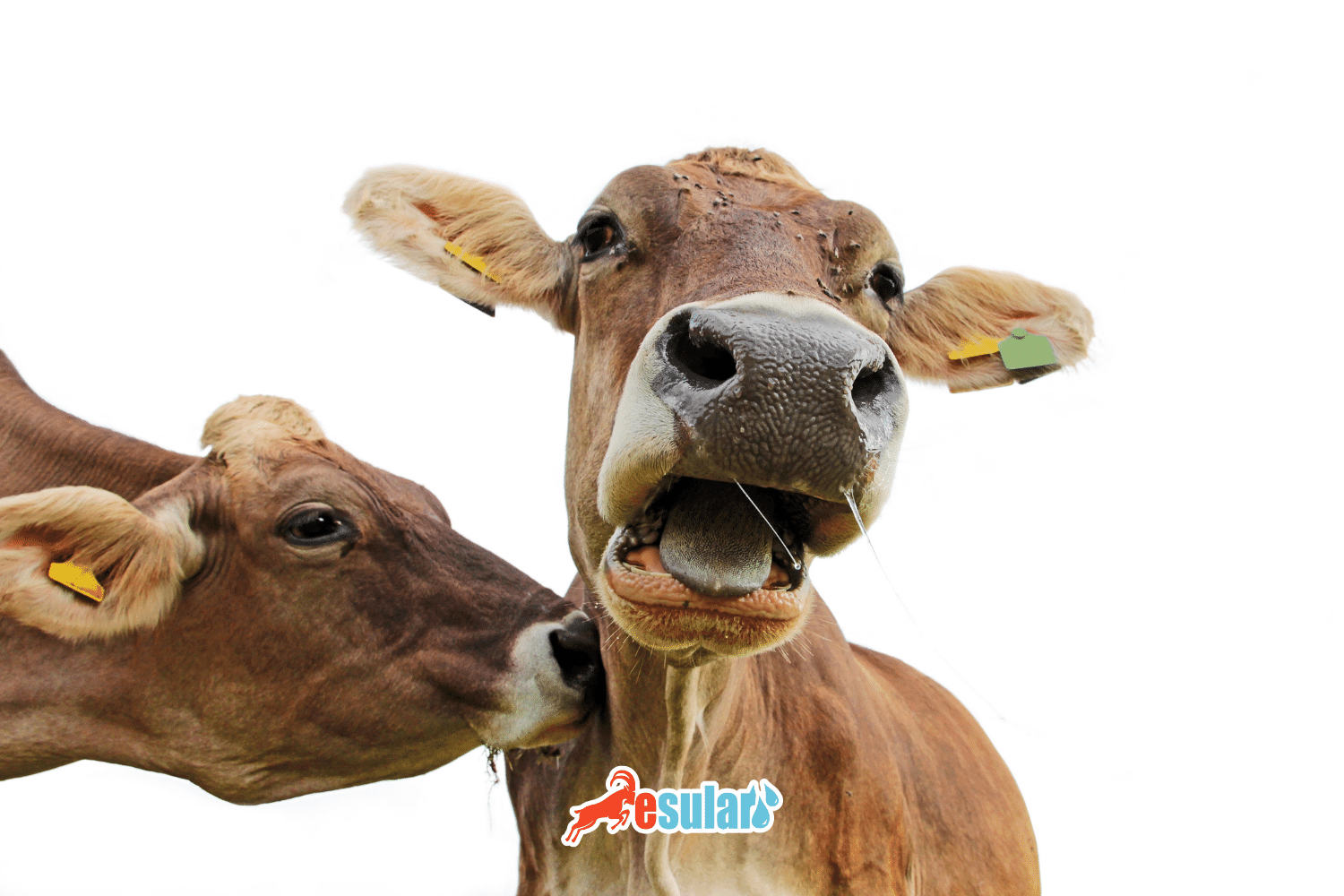 What is Foot-and-Mouth Disease