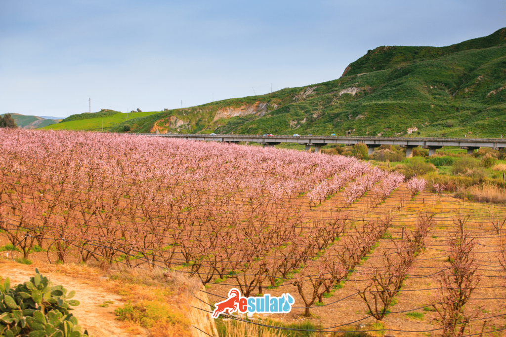 seftali yetistiriciliginde iklim