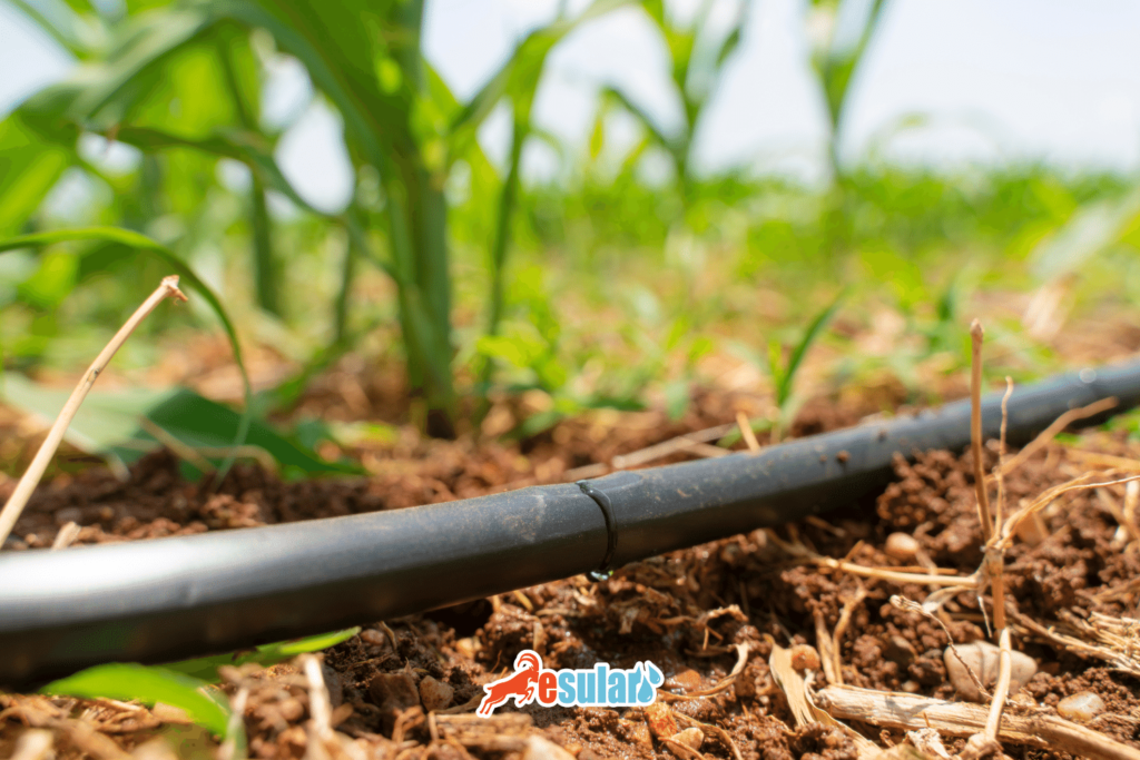 seker-pancari-sulama