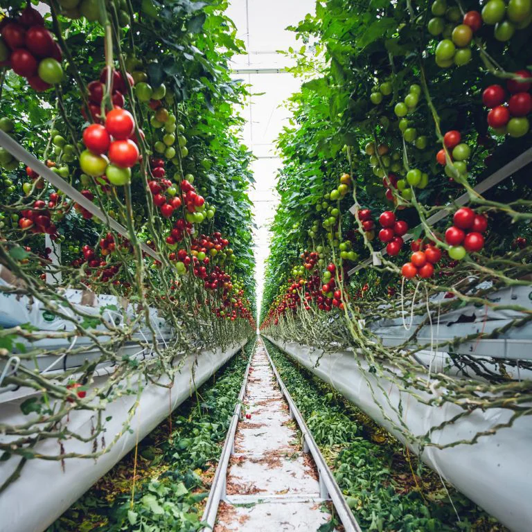 Greenhouse Automatic Irrigation