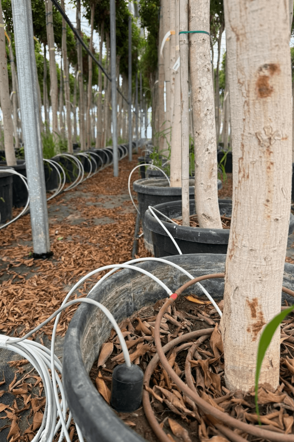 Sera Sulama Otomasyonu