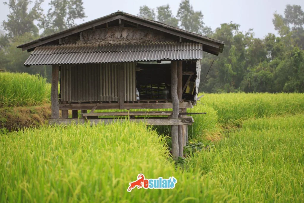 serender-ne-icin-kullanilir