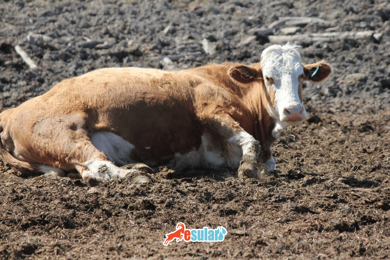 什么是鼓胀病（Timpani）？