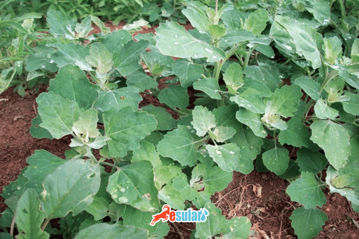 What is Lamb's Quarters?