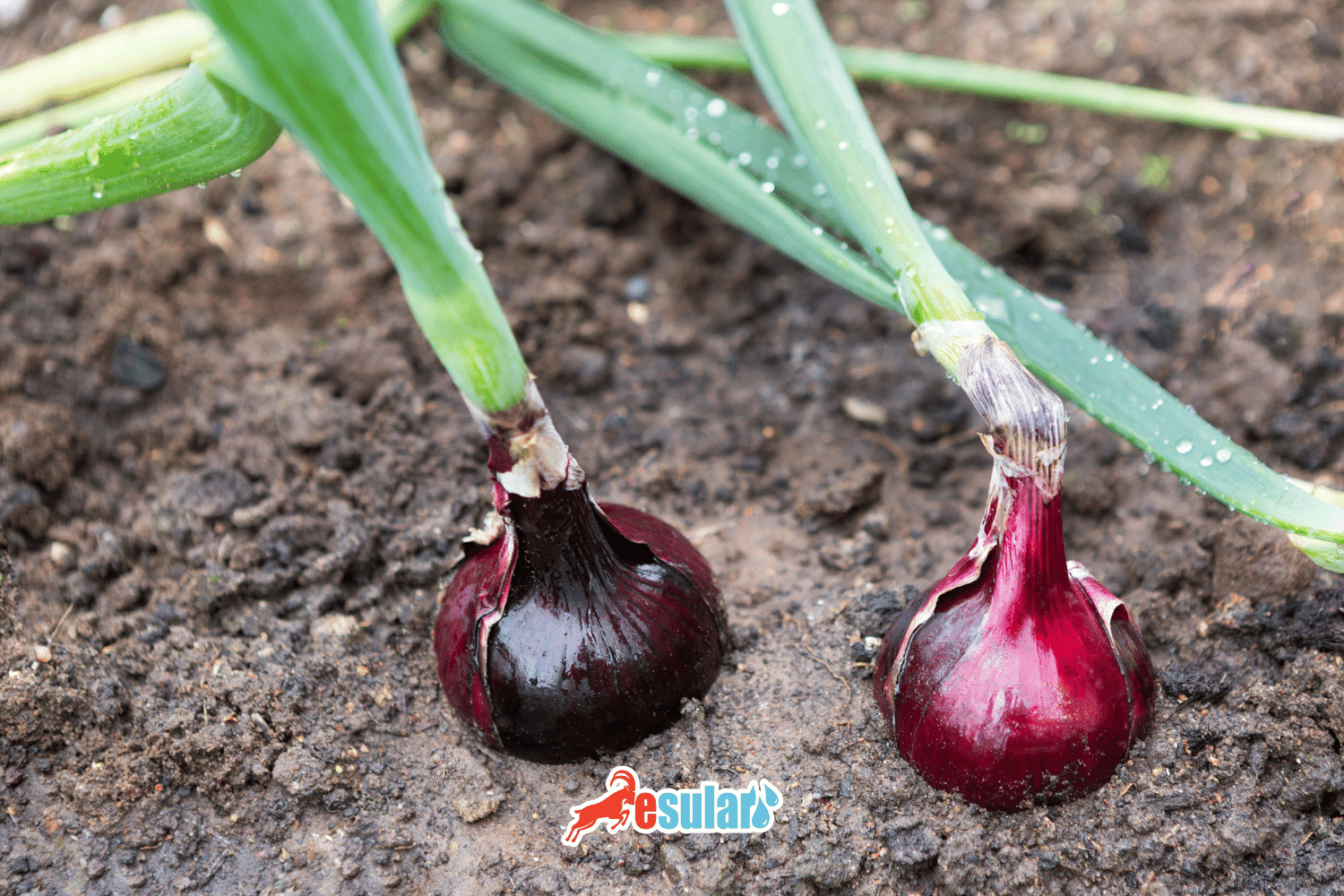 How is Onion Cultivation Done?