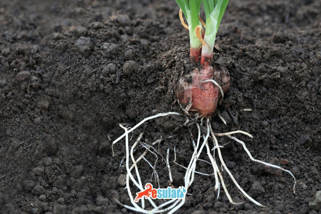 sogan-yetistiriciligi