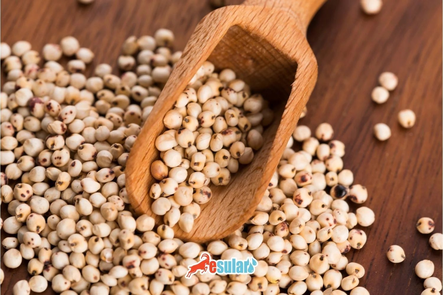 How to Grow Sorghum?