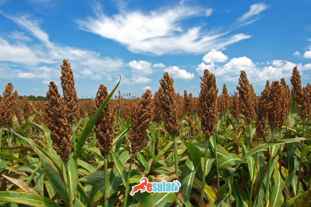 sorghum-cultivation