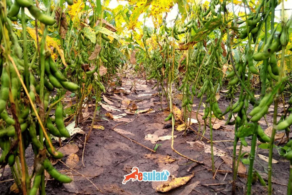 soya-fasulyesi-nasil-ekilir