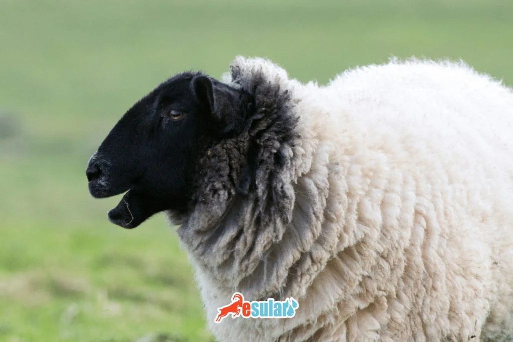 suffolk-koyunu-et-verimi