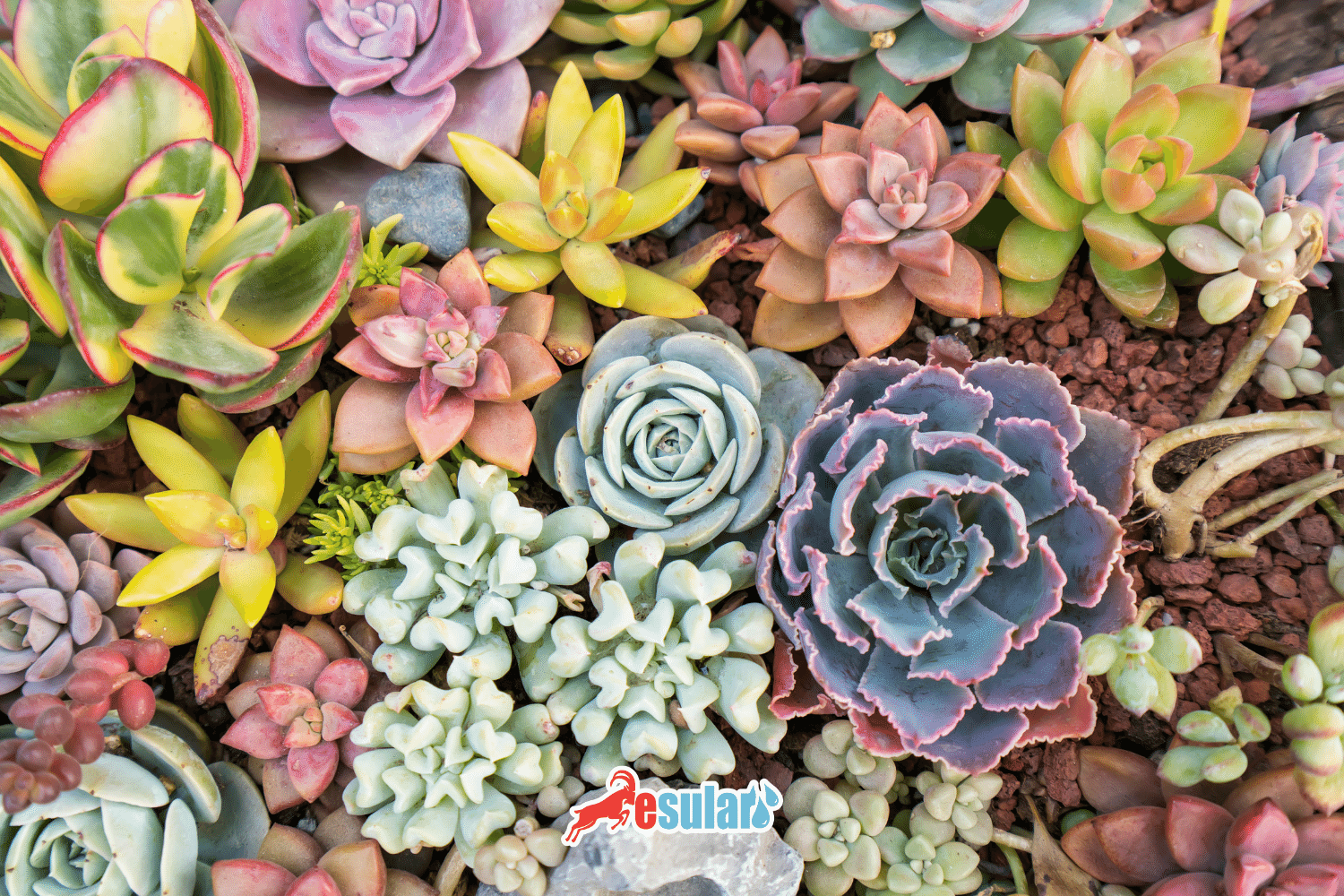 What is a Succulent?